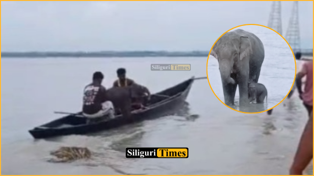 নৌকা ছুটিয়ে তিস্তা নদী থেকে উদ্ধার হস্তিশাবক, পরে মায়ের সঙ্গে জঙ্গলে ফিরলো হস্তিশাবক