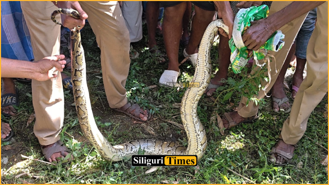 রাজগঞ্জে বাঁশঝাড় থেকে উদ্ধার ১৩ ফুট লম্বা বিশাল আকৃতির অজগর