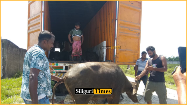 কনটেনারে গাদাগাদি করে মহিষ পাচারের চেষ্টা, ২৩টি মহিষের মৃত্যু