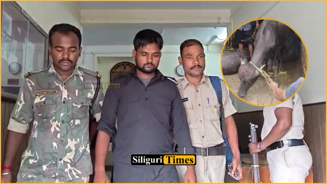 নকশালবাড়িতে কনটেনার আটক করে মহিষ পাচার রুখলো পুলিশ, উদ্ধার ৪৬টি মহিষ