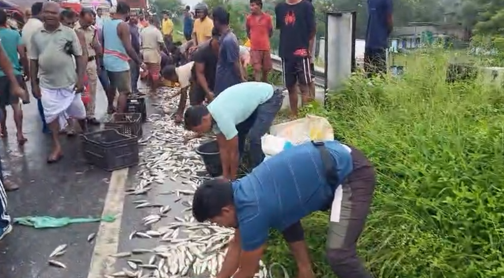 ময়নাগুড়িতে লরিতে ধাক্কা মাছবোঝাই পিকআপ ভ্যানের, আহত ২- মাছ কুড়োতে হুড়োহুড়ি মানুষের