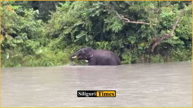 গজলডোবার তিস্তা ক্যানেলে স্নান করতে নেমে বেজায় মজা গজরাজের, ক্যামেরা বন্দি সেই দৃশ্য