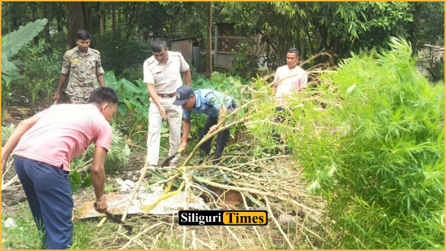 মাদকবিরোধী অভিযানে বিপুল পরিমাণ গাঁজা গাছ নষ্ট করলো পুলিশ