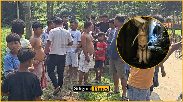 চিতাবাঘের আতঙ্ক ফুলবাড়ির পুটিমারিতে