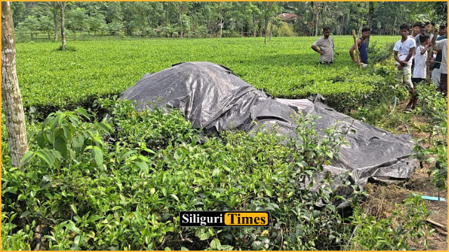 কাঁটাতারে বিদ্যুৎস্পৃষ্ট হয়ে হাতির মৃত্যু, ঘটনায় চাঞ্চল্য রাজগঞ্জে